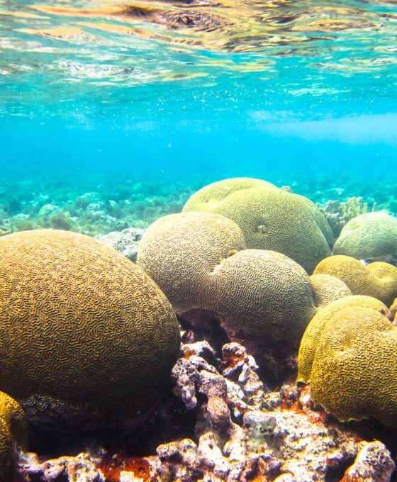 Brain Coral in the Caribbean Sea